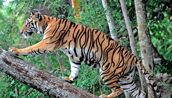 Hổ vằn trong văn hóa và tâm linh