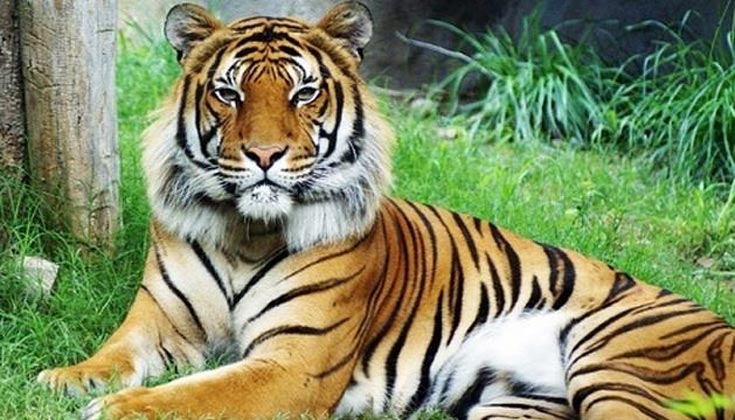 Mơ thấy hổ vằn đang ngủ