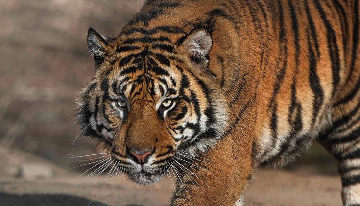 Nằm mơ thấy hổ vằn đang rình mồi